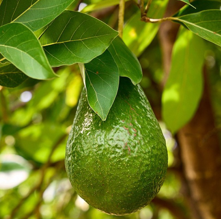 Aguacates